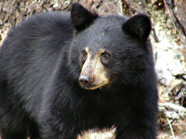 Over 400 “Bear Selfies” Found On Colorado Wildlife Camera