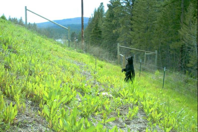 Ein Schwarzbär, der eine Überführung benutzt. Bild mit freundlicher Genehmigung von CSKT & MDT.