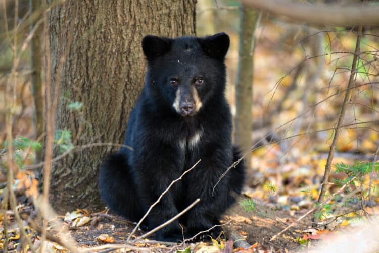 A gruesome trophy hunting season is coming back to New Jersey in an “emergency” decision, which is likely to incite unfounded fear in residents while harming New Jersey’s black bear population for years to come. iStock.com