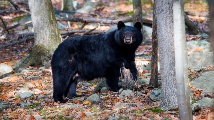 Stock photo of a black bear in Boonton Township, New Jersey. STOCK PHOTO/Nature's Gifts Captured/Getty Images