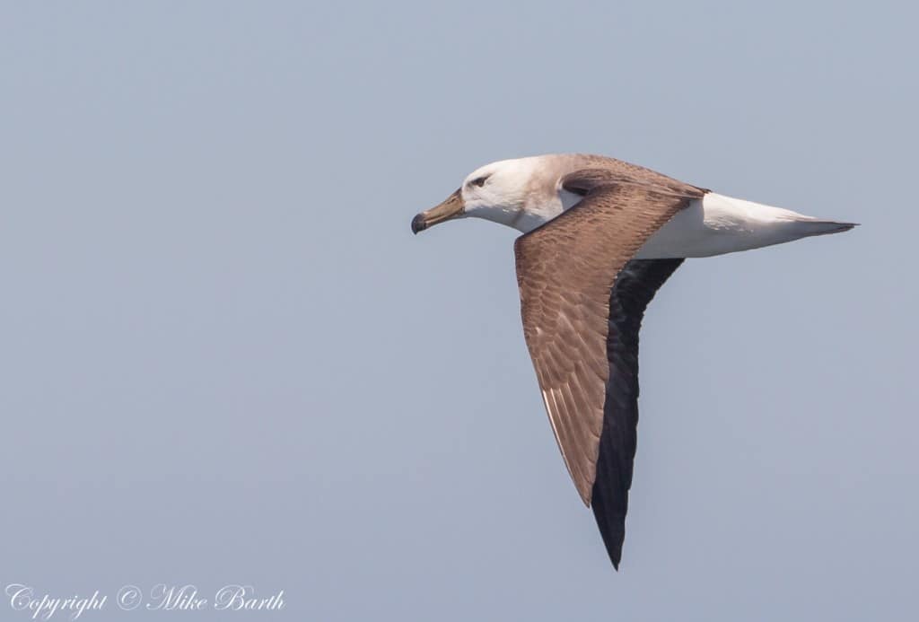 Black-browed Albatross Thalassarche melanophris