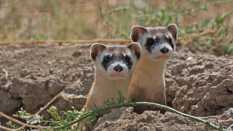 Black-footed ferrets riding out COVID-19 with a vaccine and a lot of TLC