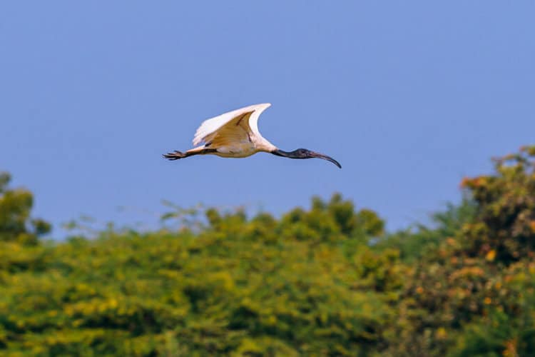 A black-headed ibis, one of the near-threatened birds that can be found in Tien Hai Nature Reserve in Vietnam. Image by Thangaraj Kumaravel via Flickr (CC BY-NC-ND 2.0).