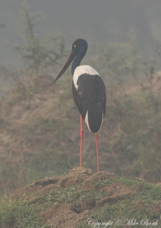 Black-necked Stork Ephippiorhynchus asiaticus