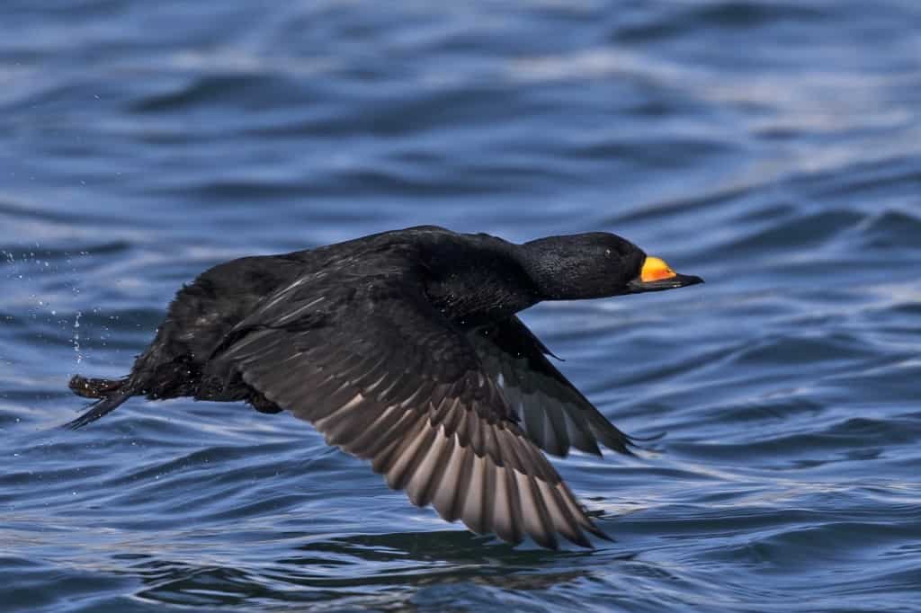 Black Scoter Melanitta Americana Focusing On Wildlife