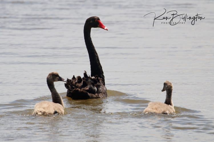 Black Swan Family (Cygnus Atratus)