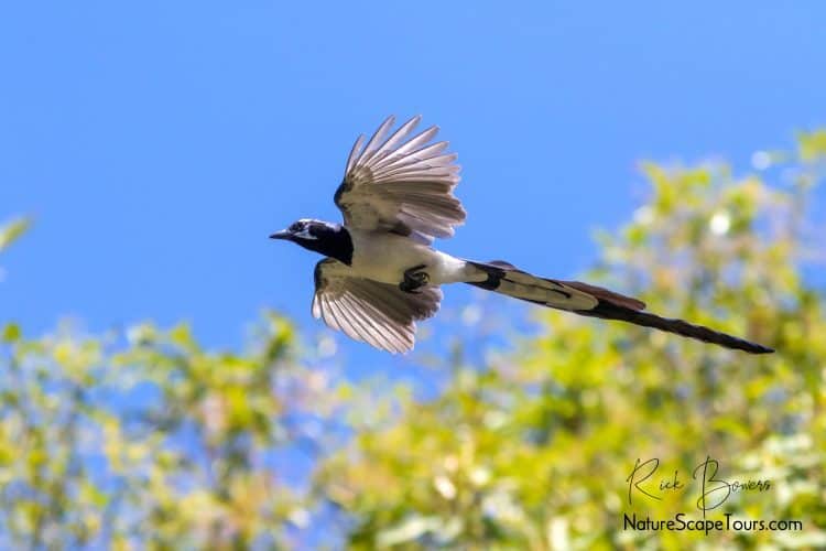 Black-throated Magpie-jay in Flight