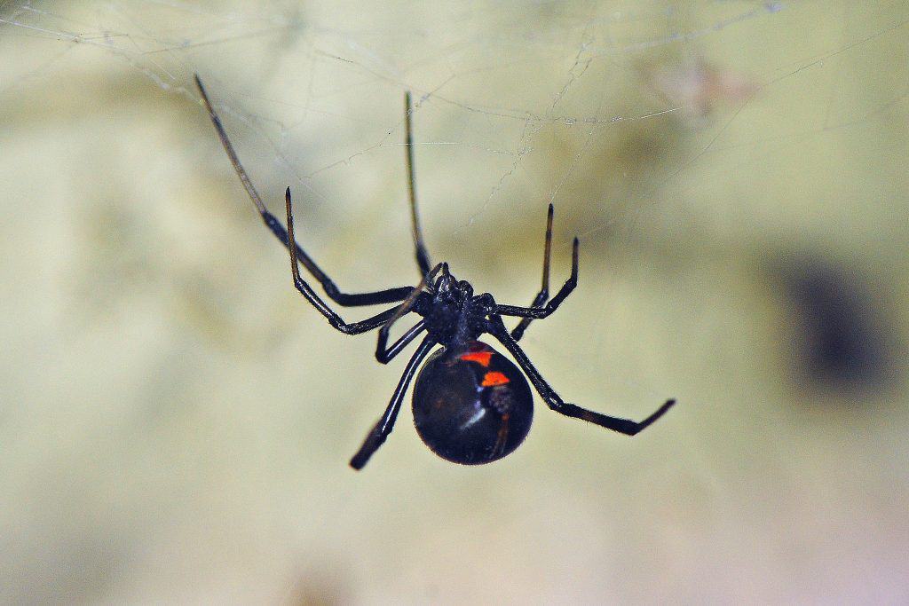 Black Widow –  Latrodectus Hesperus