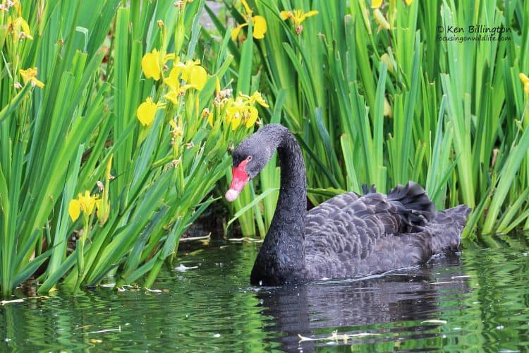 Black Swan with Yellow Iris