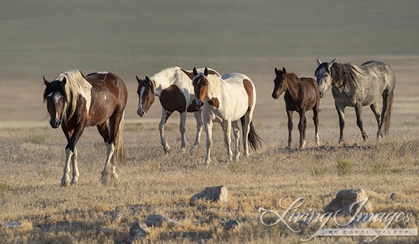 BLM Announces Plans to Destroy the Onaqui Mountain Wild Horse Herd in 2019