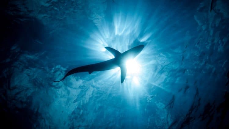 A blue shark in New Zealand. Cultura RM Exclusive / Richard Robinson / Image Source / Getty Images