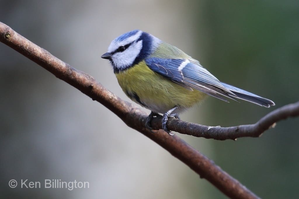 Eurasian Blue Tit, Cyanistes Caeruleus