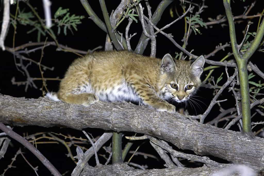 Bobcat – Kitten