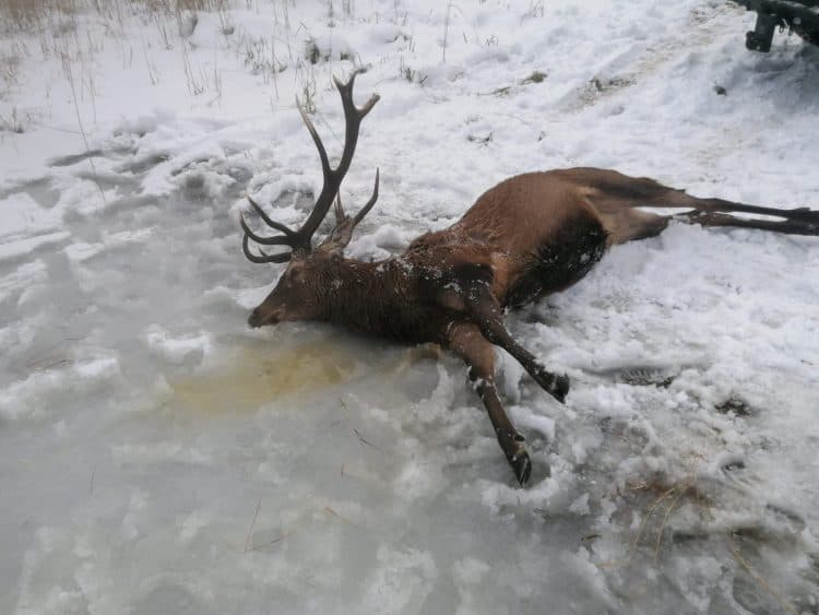 Bodies of drowned deer recovered from frozen lake after being scared by poachers