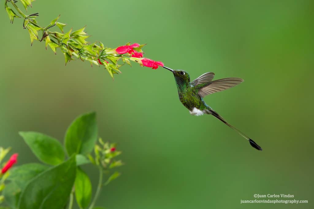 Booted Racket-tail | Focusing on Wildlife
