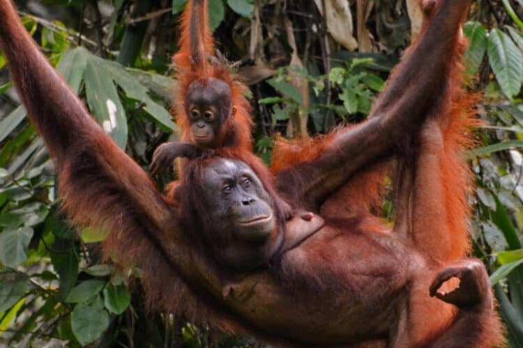 Mother and baby orangutans in Sabah, Borneo, Malaysia. Image by Carine06 via Flickr (CC BY-SA 2.0).