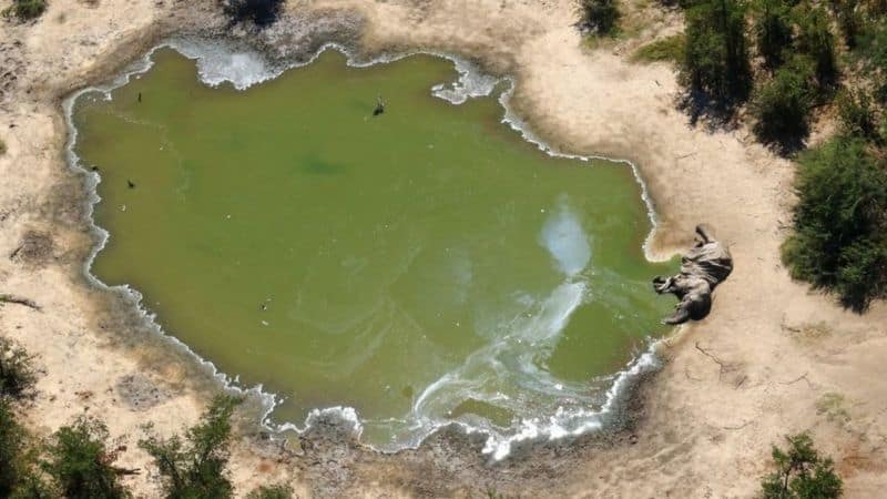 Botswana: Mystery elephant deaths caused by cyanobacteria