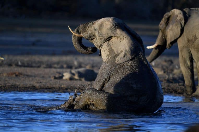 Botswana offers rights to kill 287 elephants in bid to boost stalled hunting industry