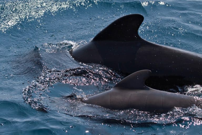 Bottlenose Dolphin Adopts a Pilot Whale Calf
