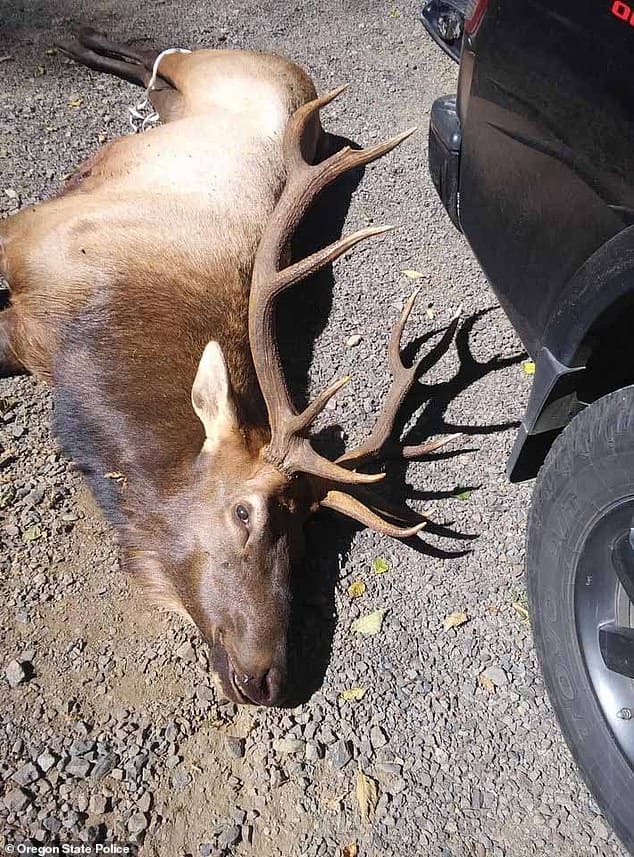 Bow hunter is gored to death by an enraged ELK which charged at him the morning AFTER he shot it with an arrow in Oregon