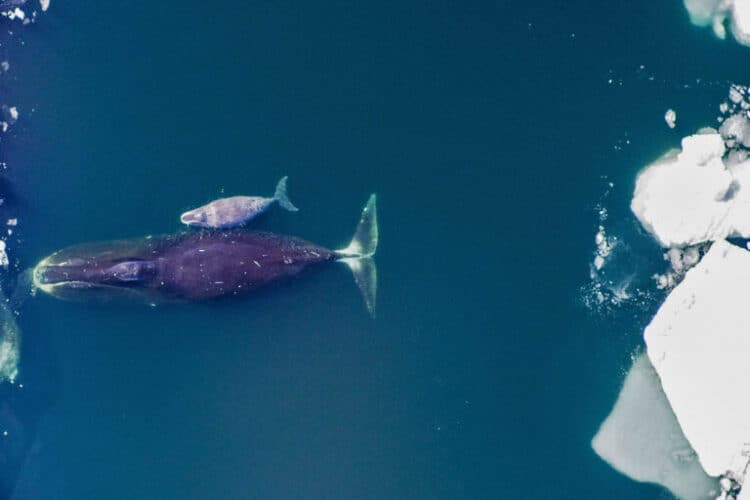 A bowhead mother and calf in the Arctic Ocean. Image by NOAA / National Ocean Service via Flickr.