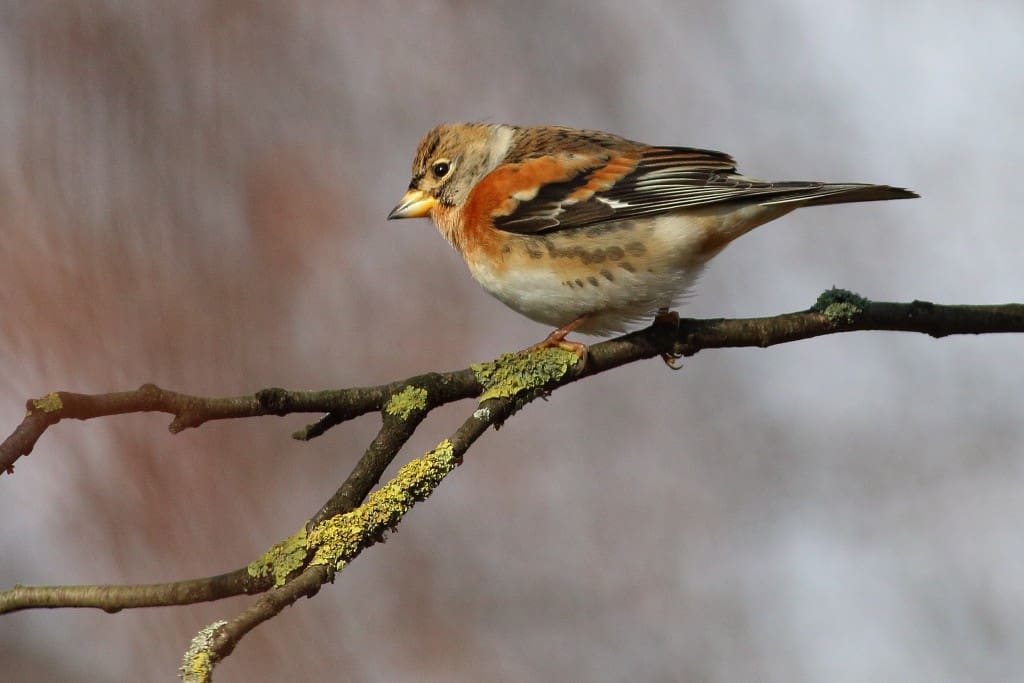 First Brambling of the Winter
