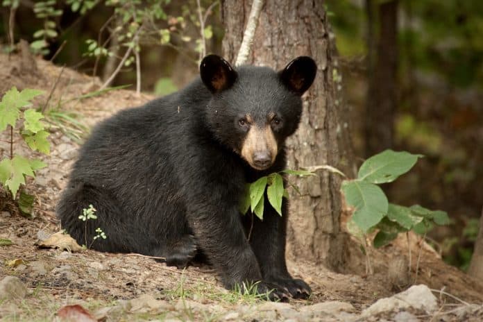 Breaking! 62 Bears Killed On First Day Of New Jersey’s Bear Hunting Season; Help Us End The 2020 Hunt