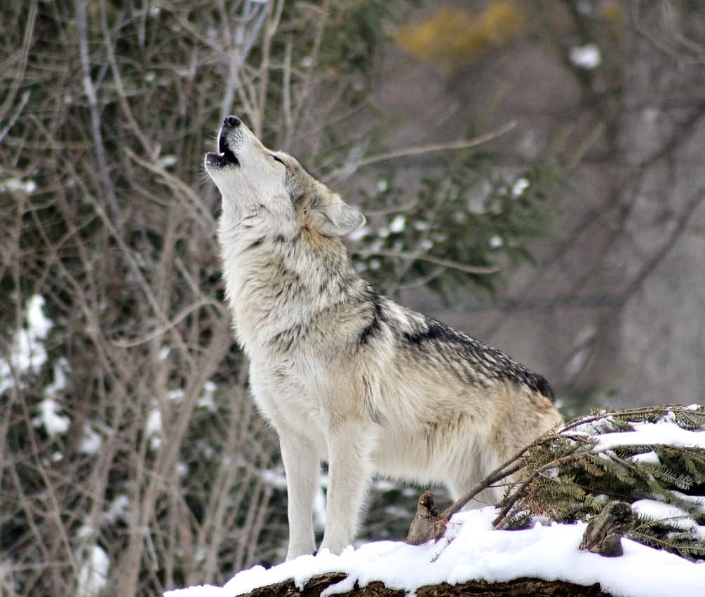 Breaking! Help Save The Life Of A Rare Gray Wolf Being Targeted By The Livestock Industry In Utah To Be Trapped & Killed