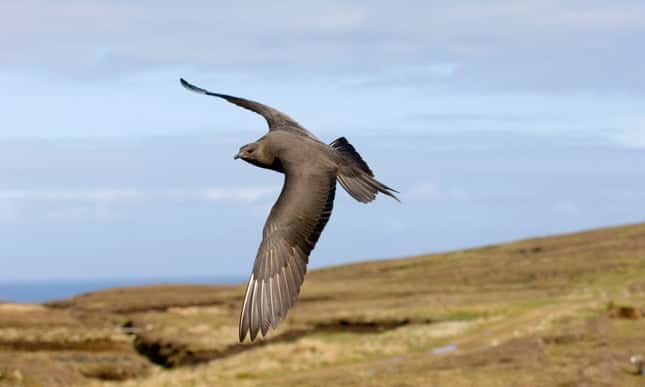 British birds' long-distance feats and longevity are revealed