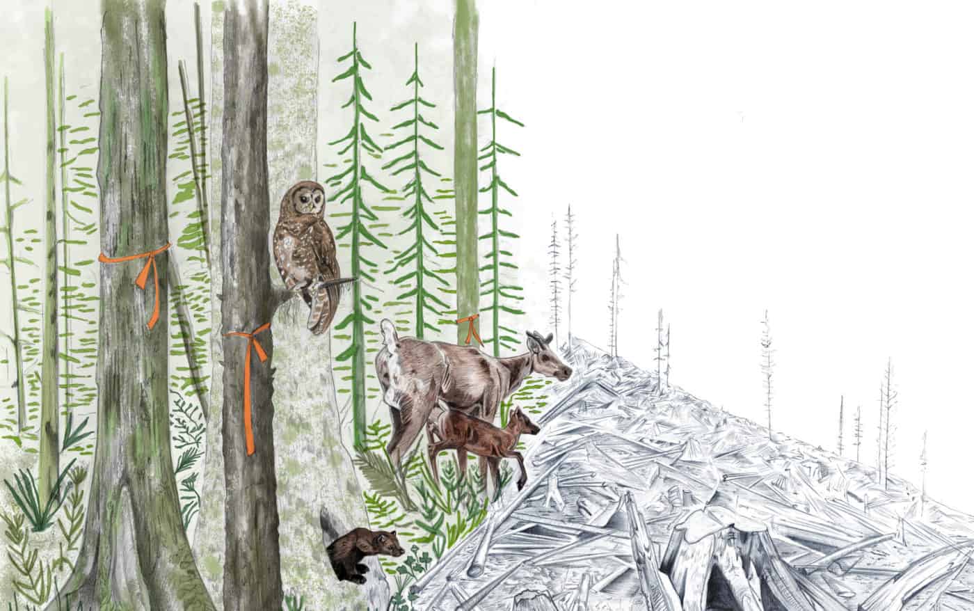 British Columbia’s looming extinction crisis