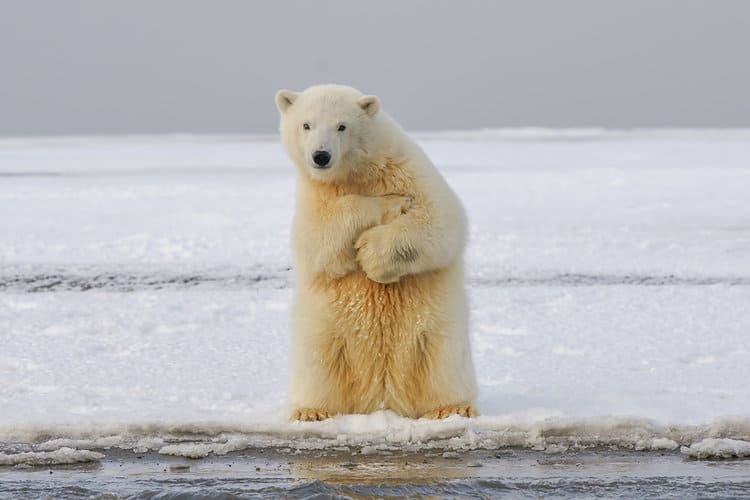 Brown Bears And Polar Bears In Siberia Might Soon Start Creating Hybrids Called The ‘Brolar Bear’