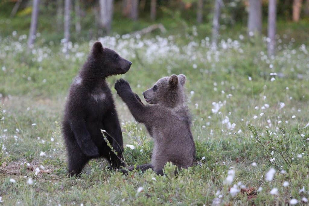 Brown Bear Cubs Playtime