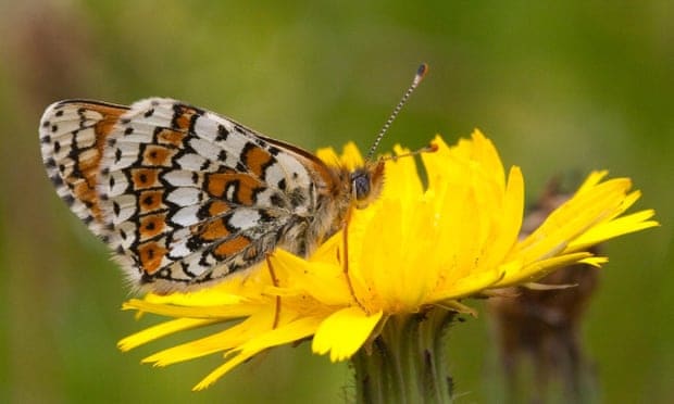 Butterflies released in Finland contained parasitic wasps – with more wasps inside