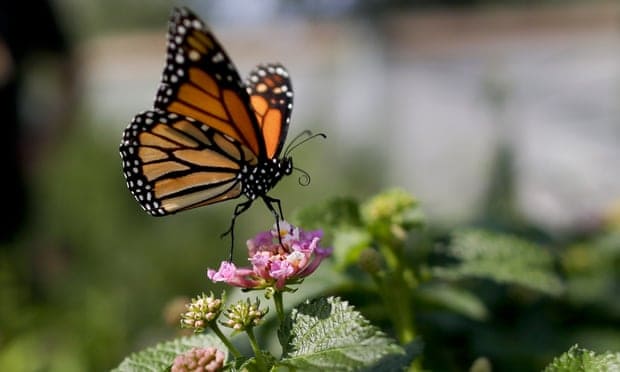 Butterfly numbers plummeting in US west as climate crisis takes toll