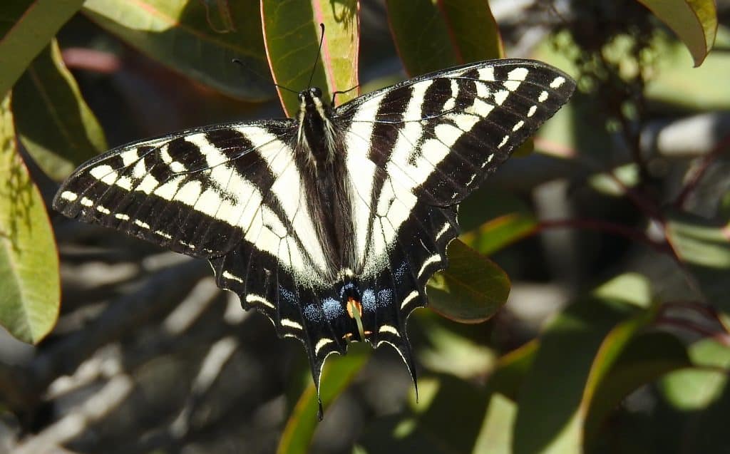Papilionidae – Swallowtail