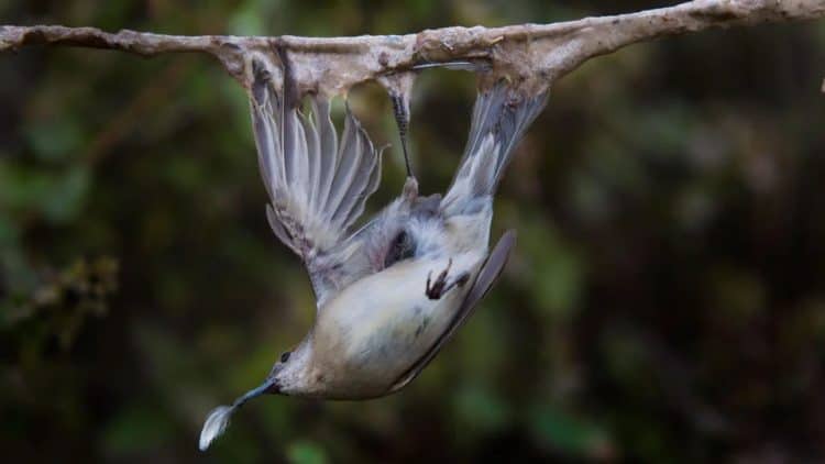 Illegal bird trapping is not only cruel but has no place in a civilised society