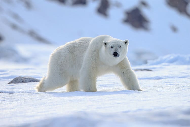 Researchers study polar bear poop to learn how chemicals are trapped in the body