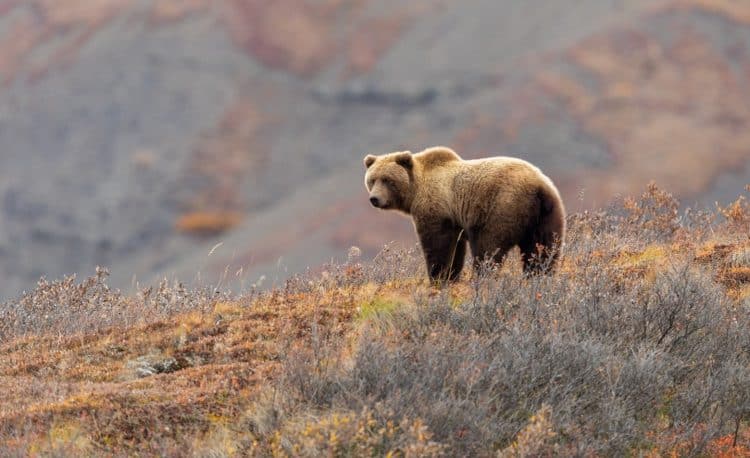 Montana wants to open hunting on grizzly bears. Why is co-existence so hard?