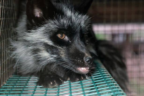 Petition: Caged raccoon dog impaled through eye and head as horror fur farms exposed