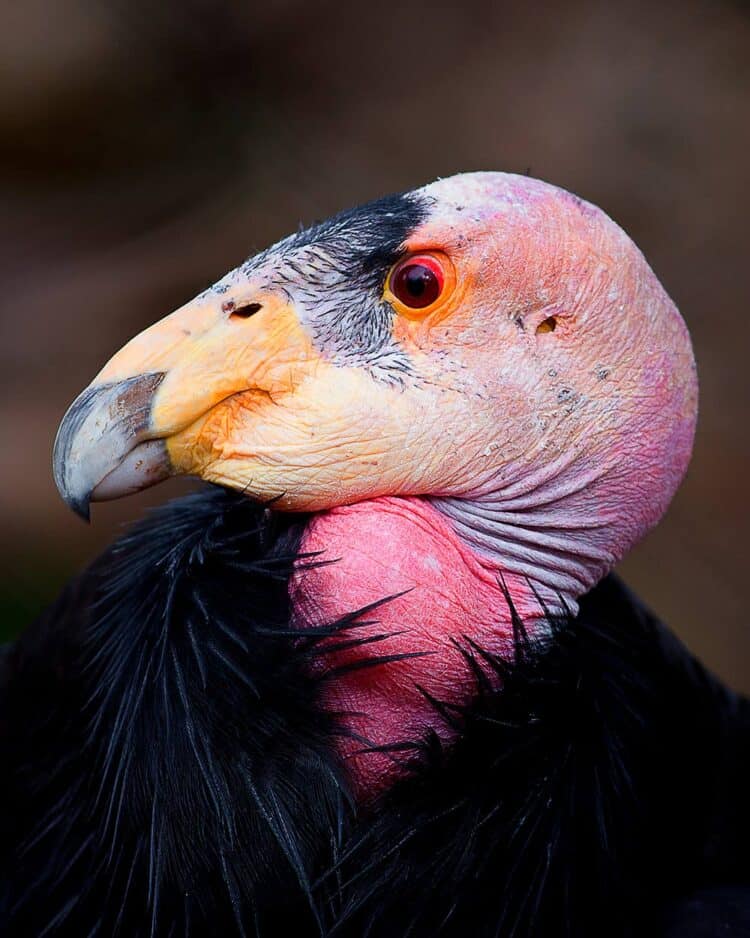PHOTO: ADOBE STOCK / JAMES MICHAEL IMAGES AT ONE POINT THERE WERE ONLY 27 CALIFORNIA CONDORS ALIVE ON EARTH.