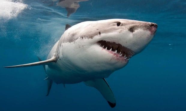 California surfer’s ‘measly punch’ fends off great white shark attack