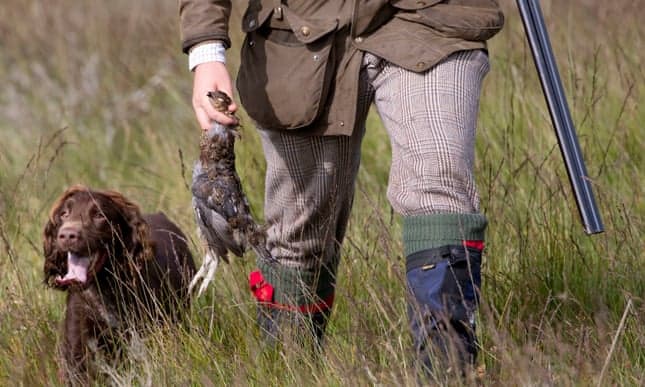 Call for grouse shooting to be licensed amid rise in bird of prey deaths