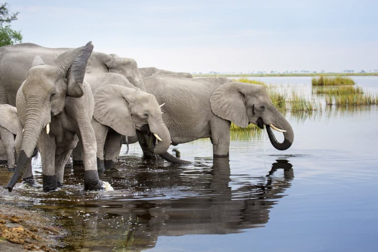 Calls for swift action as hundreds of elephants die in Botswana’s Okavango Delta