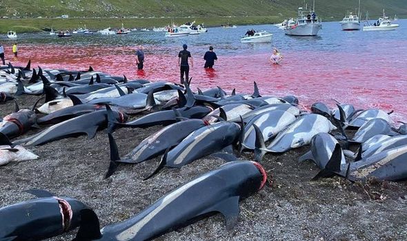 Calls for UK to suspend trade deal with Faroe Islands after dolphin bloodbath