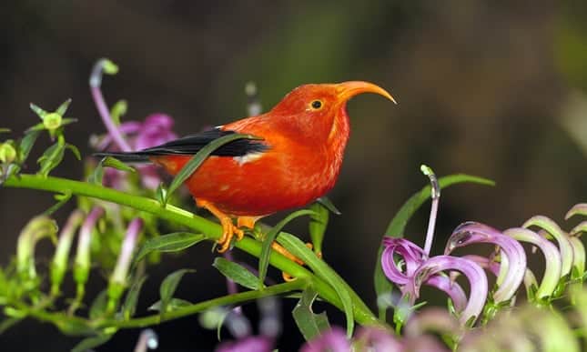 Can a 2,000ft fence save Hawaii's rare native birds from destruction?