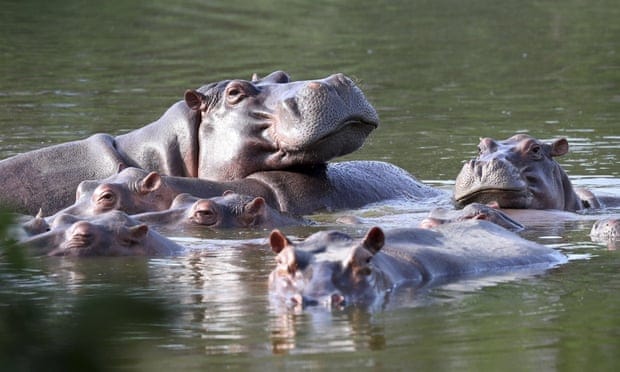 Can an animal be a person? Yes – if they are Pablo Escobar’s cocaine hippos