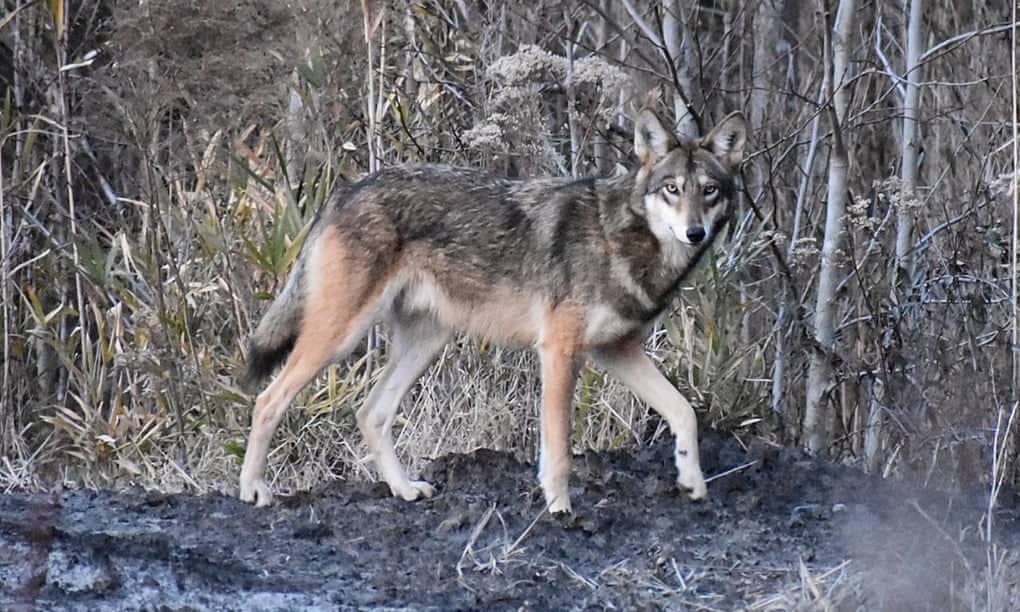 Can red wolves come back from the brink of extinction again?