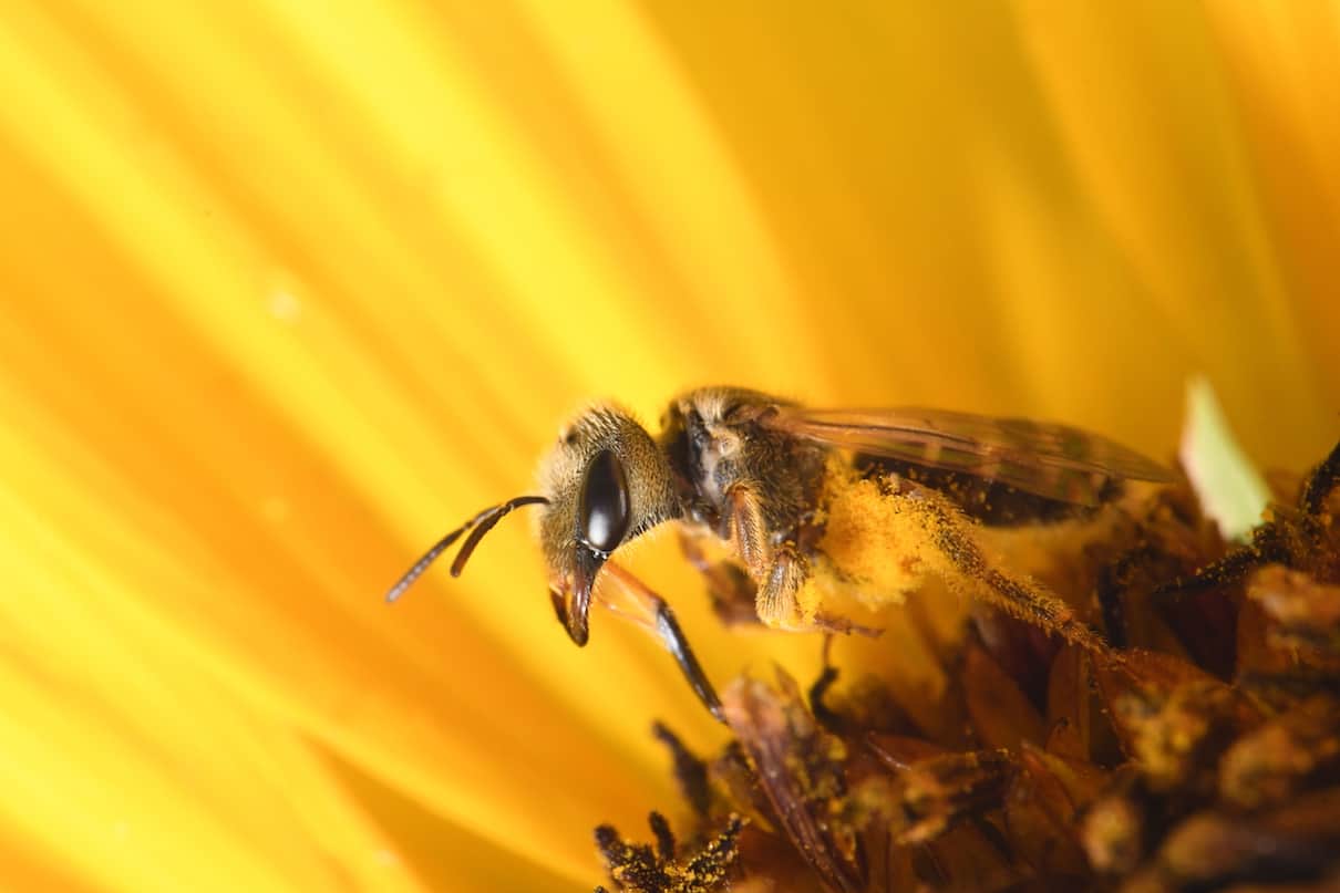 Can we save the bees? Absolutely. Let’s start with the native species (commentary)
