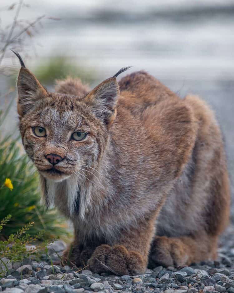 Protecting the Elusive Canada Lynx: Why Minnesota’s New Regulations Fall Short