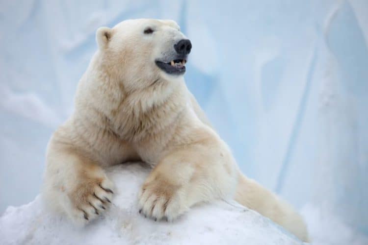 Canadian Woman Busted for Selling Polar Bear Skulls
